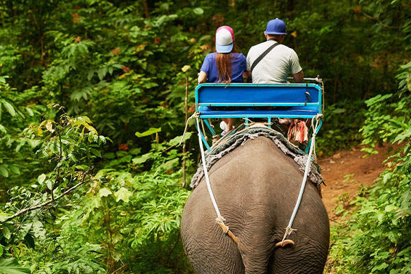 Elephant Ride