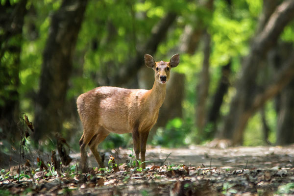 Orang National Park