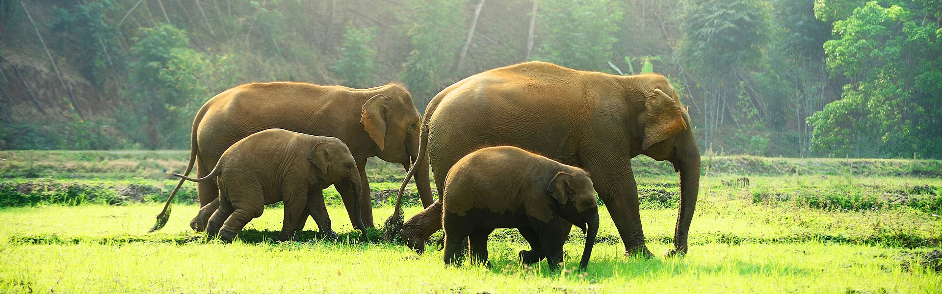 Explore Kaziranga